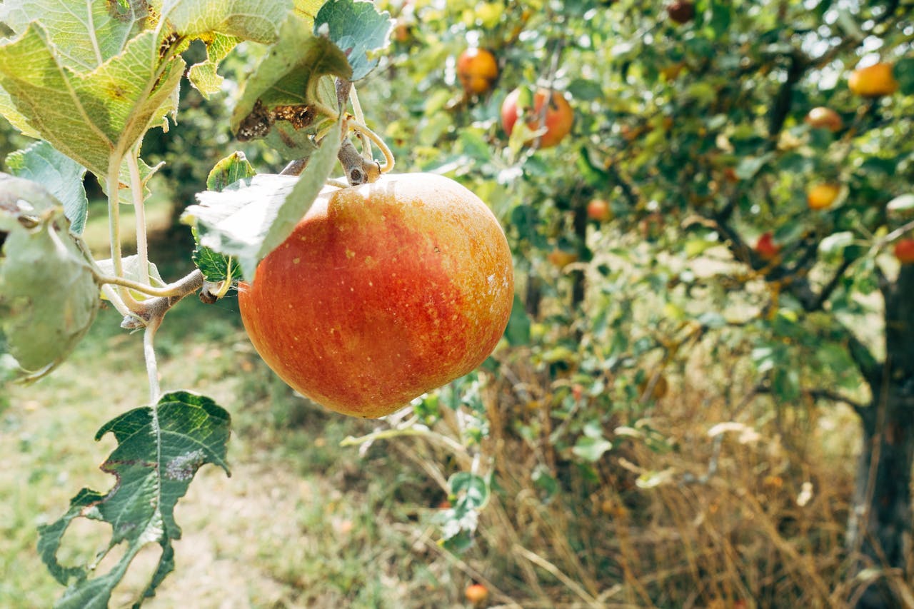 Close-up of a fresh, organic apple hanging from a branch in a sunny orchard.